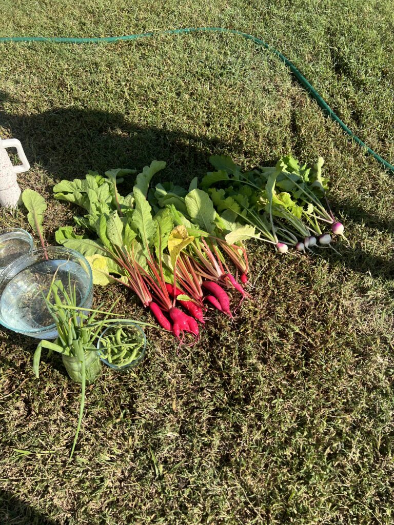 I got my first harvest