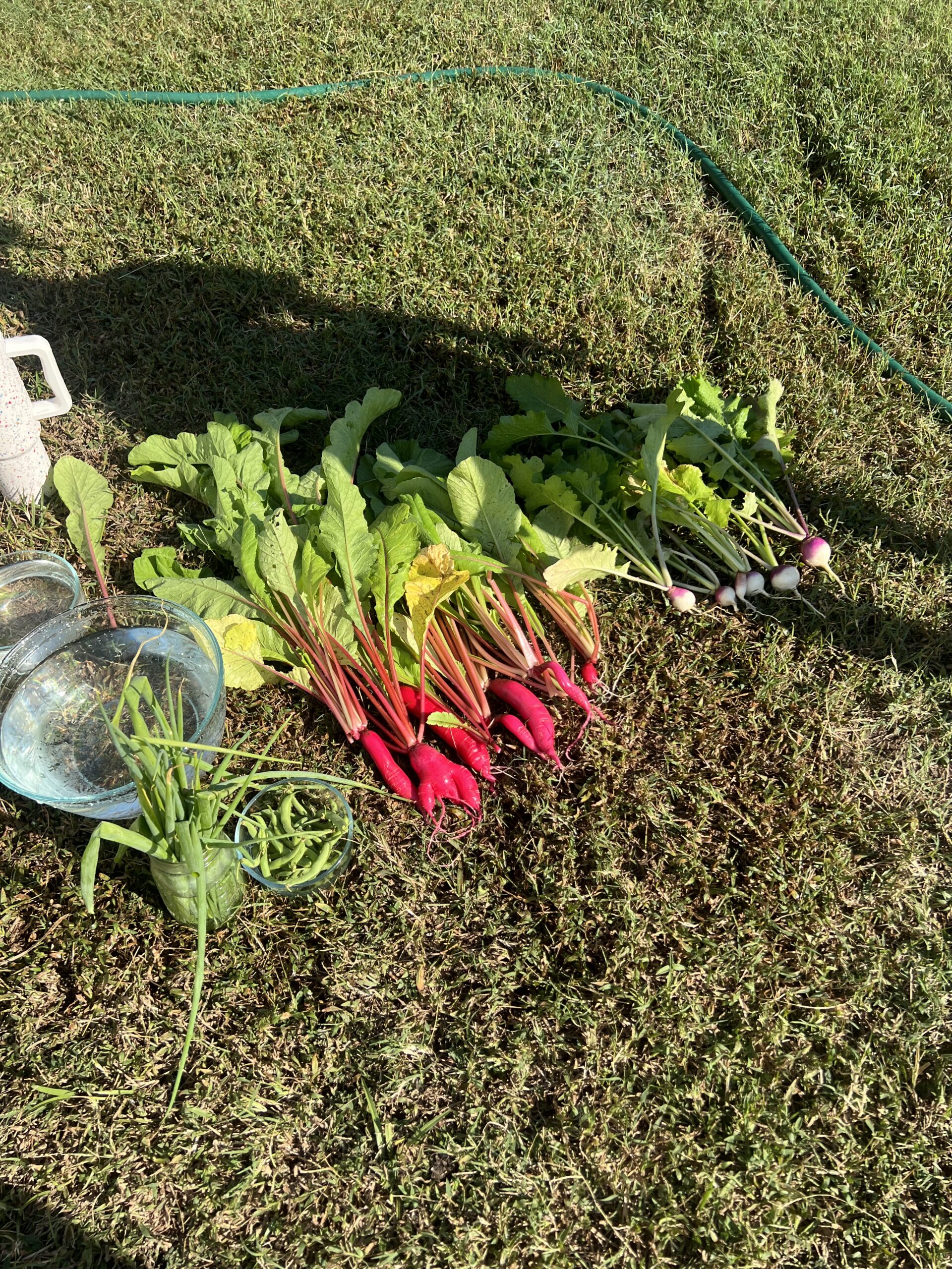 I got my first harvest